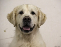 Paras pää; Clearing Pond's Flying High