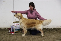 Avoimen luokan narttujen voittaja; Häämörin Briljantti