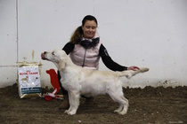 BIS-2 pentu, Vauvaluokan narttujen voittaja; Dewmist Diligenza