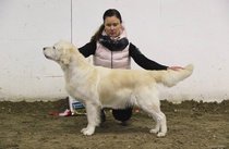 Veteraaniluokan narttujen voittaja; Joystep`s Unique Design