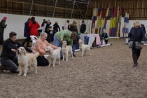 Junioriluokan nartut