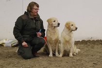 Paras pari: Häämörin Yhteisyritys & Häämörin Yllätys & Niina Kreivilä