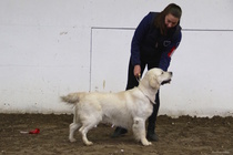 Junioriluokan urosten voittaja; Sarnell Opera Roadshow