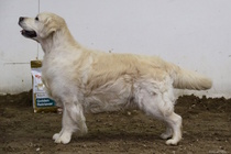 Veteraaniluokan urosten voittaja; Clearing Pond's Flying High