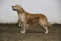 Noviisiluokan urosten voittaja; Clearing Pond`s James Hetfield