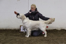 Noviisiluokan narttujen voittaja; Greenhill's Autumn Gold