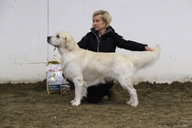 Avoimen luokan urosten voittaja; Lakahovin Dream Maker