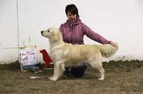 Valio/sertiluokan narttujen voittaja; Häämörin Aamuvirkku